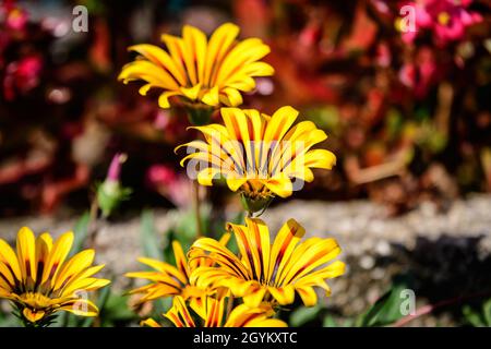 Vista dall'alto di molti fiori di gazania giallo e arancio e foglie verde sfocate in morbido fuoco, in un giardino in una giornata estiva soleggiata, bella all'aperto Foto Stock