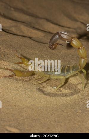 Androctonus sp., Scorpion, scorpione mortale, Sand Dune, Jaisalmer, Desert National Park, Rajasthan, India Foto Stock