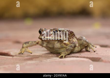 Indan Toad, Duttaphrynus melanostictus, Saswad, Distretto di Pune, Maharashtra, India Foto Stock