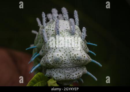 Atlas Moth, caterpillar, Attacus atlas, Mumbai, Maharashtra, India Foto Stock