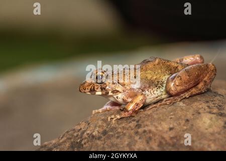 Rana di cricket, Ferjervarya sp., India Foto Stock