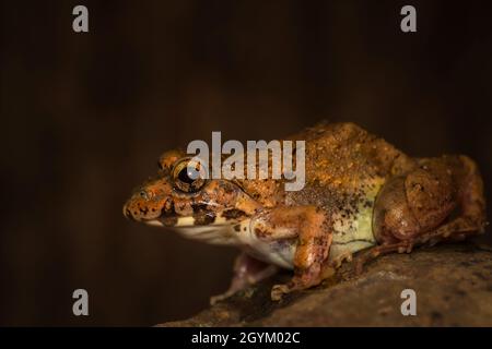 Rana di cricket, Ferjervarya sp., India Foto Stock