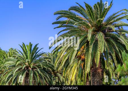 Gruppo di grandi palme da datteri con cielo blu Foto Stock