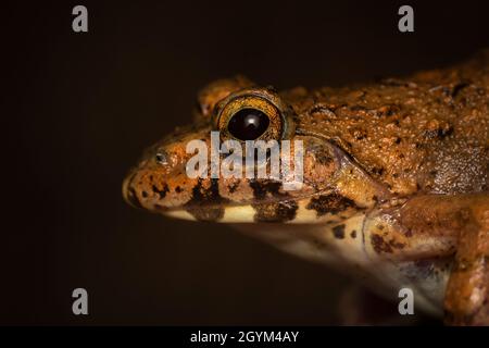 Rana di cricket, Ferjervarya sp., India Foto Stock