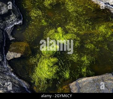 Alghe verdi nelle acque costiere del Mar Baltico Foto Stock