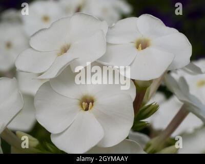 Alcuni fiori phlox bianchi, una foto macro. Fiori bianchi in primo piano. Foto Stock