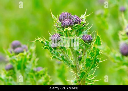 Creeping Thistle (arvense di cirsium), primo piano mettendo a fuoco su una singola pianta da molti che mostrano i germogli di fiore inaperti e le foglie pungente. Foto Stock