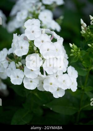 Infiorescenza di fiori di flox bianchi, primo piano. Fiori con petali bianchi. Foto Stock