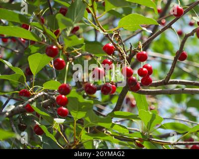 Rami di ciliegio con bacche. Ciliegie mature su un albero. Foto Stock