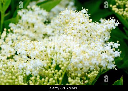 Anziano, Elderflower o Elderberry (sambucus nigra), primo piano di un singolo spray fiorente che mostra i piccoli fiori bianchi individuali. Foto Stock