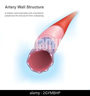 Struttura della parete dell'arteria. Questa figura mostra un'arteria umana in spiegare cellule endoteliali stabili ed estese. Illustrazione Vettoriale