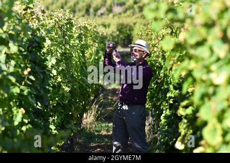 Vendemmiatrice francese Vintner controllo delle uve poco prima della vendemmia in Alsazia regione francese enologo. Vendemmia francia Foto Stock