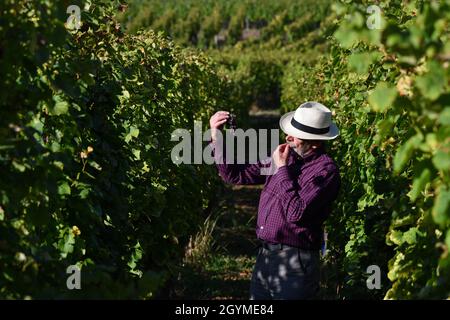 Vendemmiatrice francese Vintner controllo delle uve poco prima della vendemmia in Alsazia regione francese enologo. Vendemmia francia Foto Stock