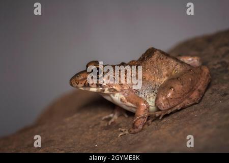 Rana di cricket, Ferjervarya sp., India Foto Stock