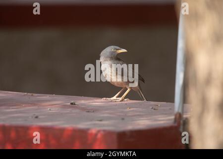 Grande cucciolone grigio, Turdoides malcolmi, India Foto Stock