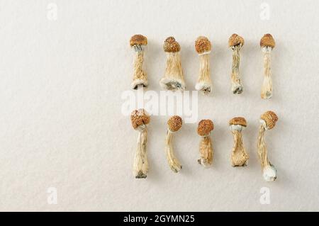 Piano del diario di microdosaggio. Funghi psilocibin secchi Maestro d'oro, modello su sfondo bianco. Psilocybe Cubensis funghi psichedelici, vista dall'alto, fl Foto Stock