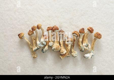 Funghi Psilocibe Cubensis su sfondo avorio. Psilocibin Psychedelic Magic funghi Maestro d'oro. Vista dall'alto, primo piano. Concetto di micro-dosaggio. Foto Stock