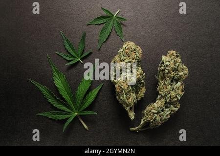 Concetto di CBD. Foglie e boccioli di marijuana freschi su sfondo nero. I fiori di cannabis sono isolati da vicino. Foto Stock