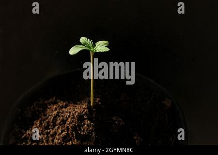 La cannabis germogliava da vicino isolato in background. Giovane marijuana fresca. La canapa del bambino con le foglie piccole cresce in terra di cocco, la disposizione piatta. Microfono Foto Stock