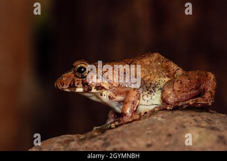 Rana di cricket, Ferjervarya sp., India Foto Stock