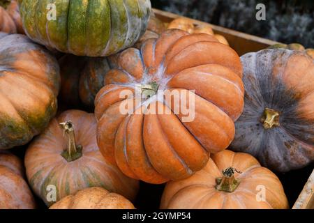 Zucca arancione 'Musque de Provence' in pile in scatola di legno Foto Stock