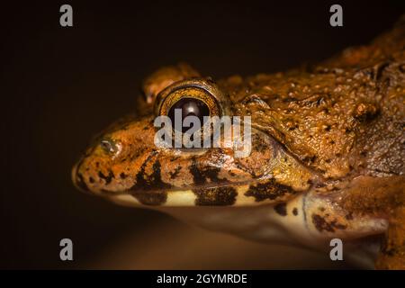 Rana di cricket, Ferjervarya sp., India Foto Stock