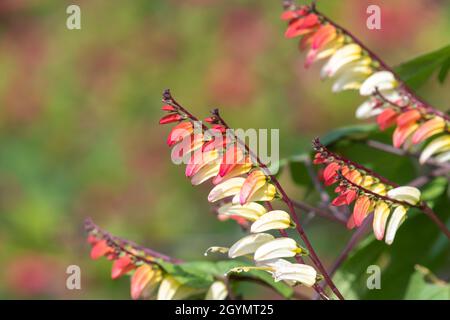 Primo piano della vigna del fuoco (ipomoea lobata) fiori in fiore Foto Stock