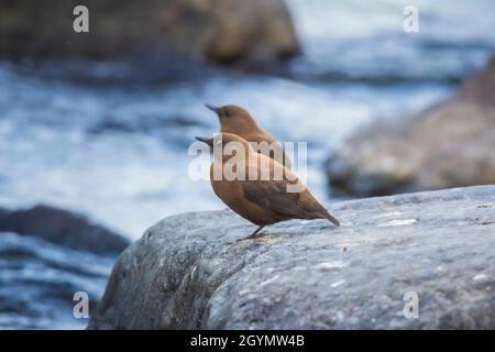 Brown Dipper, Bird, Water Bird, Cinclus pallasii, Chafi, Uttarakhand, India Foto Stock