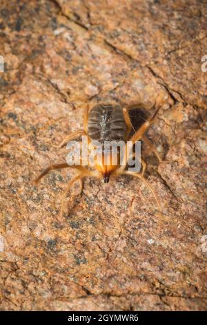 Solifuge, Sun Spider, Galeodes granti, India Foto Stock