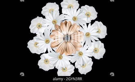 Animazione di margherite bianche realistiche che si muovono intorno con un grande fiore marrone nel centro. Sfondo nero Foto Stock