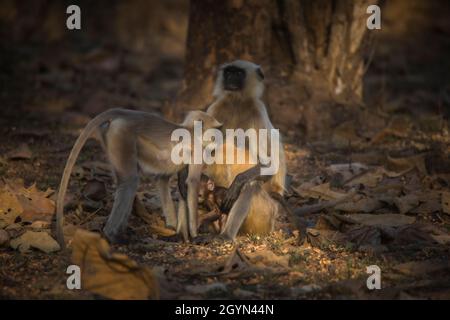 Pianure Settentrionali Gray Langur, Semnopithecus entellus, Riserva della Tigre panna, Madhya Pradesh, India Foto Stock