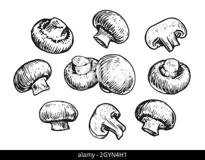 Set di funghi, disegno a mano. Concetto di cibo. Illustrazione vettoriale di Champignon Illustrazione Vettoriale