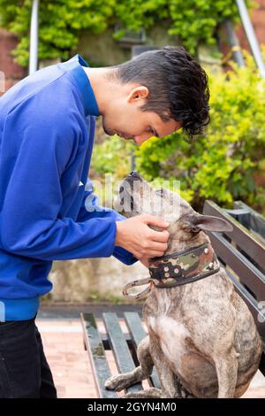 Uomo che accarezza il suo carino pit bull cane. Indossare abiti blu su sfondo arancione. Pitbull che non è pericoloso. Cane di colore brindle. Foto verticale Foto Stock