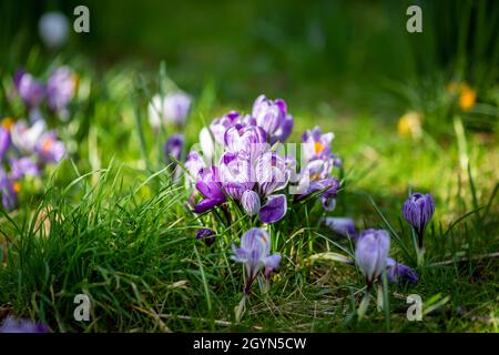Fiori viola di Crocus nel sole primaverile Foto Stock