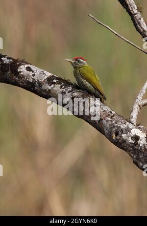 Woodpecker (Picus xanthopygaeus) maschio arroccato sul ramo Chitwan NP, Nepal Gennaio Foto Stock