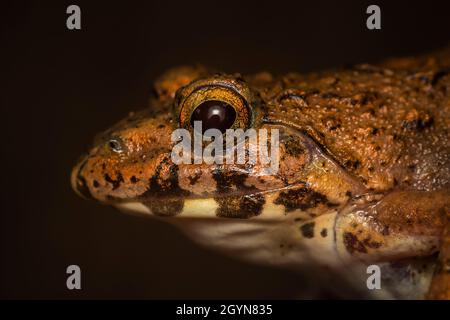 Rana di cricket, Ferjervarya sp., India Foto Stock