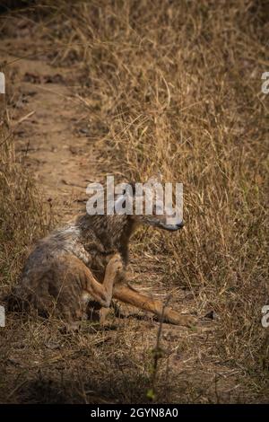 Jackal, Canis aureus, Pench Tiger Reserve, Maharashtra, India Foto Stock