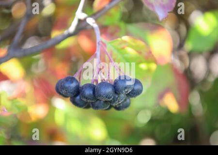 Bacche di Aronia sul ramoscello. Aronia melanocarpa. Black Chokeberry in autunno. Interessante concetto di natura per il disegno di sfondo. Messa a fuoco soft. Raccolta Foto Stock