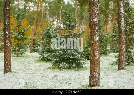 Sfondo innevato presto, cambiamento climatico concetto.Scenic paesaggio mattutino con albero di acero di colore luminoso e foglie cadute su una neve fresca in un foregroun Foto Stock