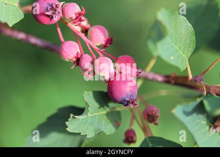Bacche di saskatoon non mature su un ramo di albero Foto Stock