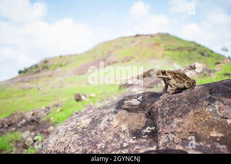 Indan Toad, Duttaphrynus melanostictus, Saswad, Distretto di Pune, Maharashtra, India Foto Stock