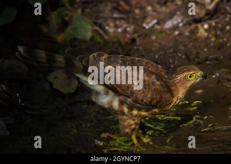 Besra, uccello della preda, raptor, Accipiter virgatus, Uttarakhand, India Foto Stock