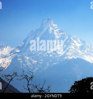 Monte Machhapuchhre, silhouette blu, zona Annapurna, vista mattutina, Nepal Foto Stock