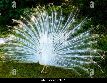 White Peacock ai Flamingo Gardens Foto Stock