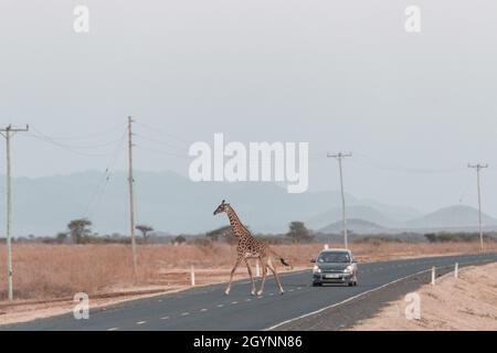 Incontra animali selvatici come la Giraffa che attraversa la strada Oloitoktok e il monte Vista sul Kilimanjaro - Parco Nazionale Amboseli Foto Stock