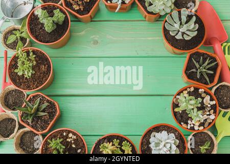 Piccole piante succulente sono pronte per il trapianto da vicino su sfondo di legno Foto Stock