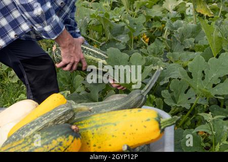 Raccogliere raccogliere il raccolto, carropola pieno di Zucchini. Lavorare con il carrello da giardino. Zucchine vegetariano biologico fattoria concetto di raccolta. Foto Stock