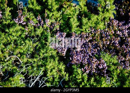 Flora sull'isola nell'arcipelago di Fjällbacka sulla costa occidentale della Svezia. Foto Stock