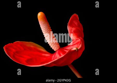 fiore di anthurium, conosciuto anche come tail flower, flamingo e laceleaf, fiore di colore rosso con spadix arancione isolato su sfondo nero, primo piano Foto Stock