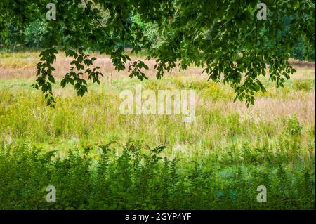 Rami di faggio americano (Fagus grandifolia) con fogliame verde, appesi sopra pennacchi di verga gialla (Solidago speciosa) in un prato. Foto Stock